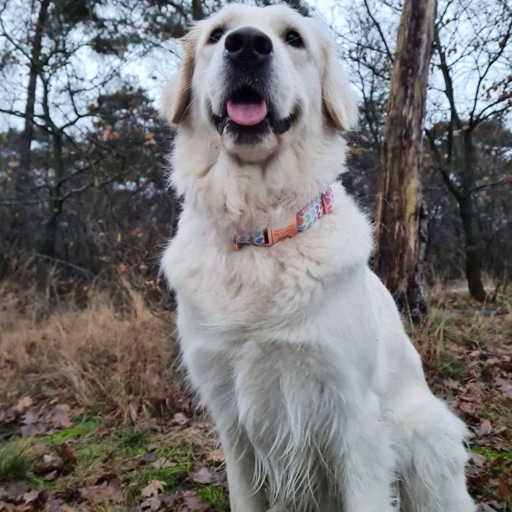 Personalized Dog Collar with Engraved Name and Phone for Medium and Large Dogs