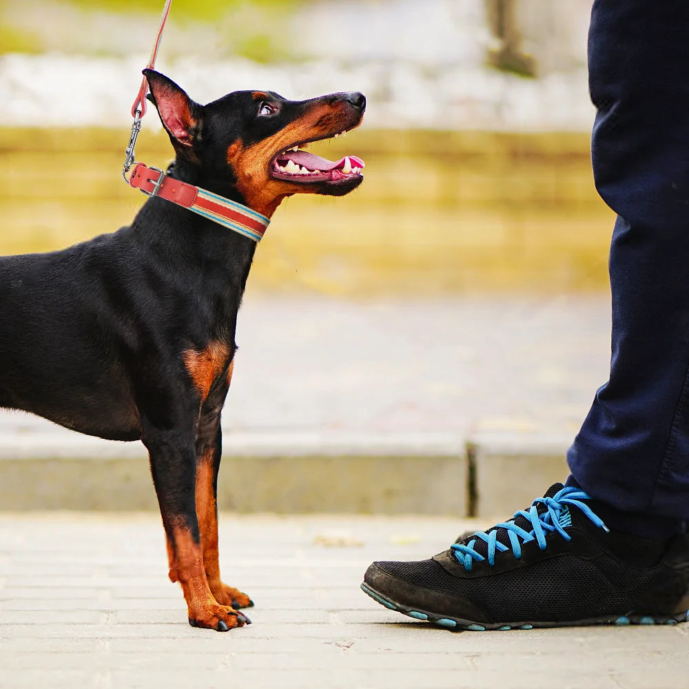 Adjustable Dog Collar and Leash Set for Small Medium Large Dogs