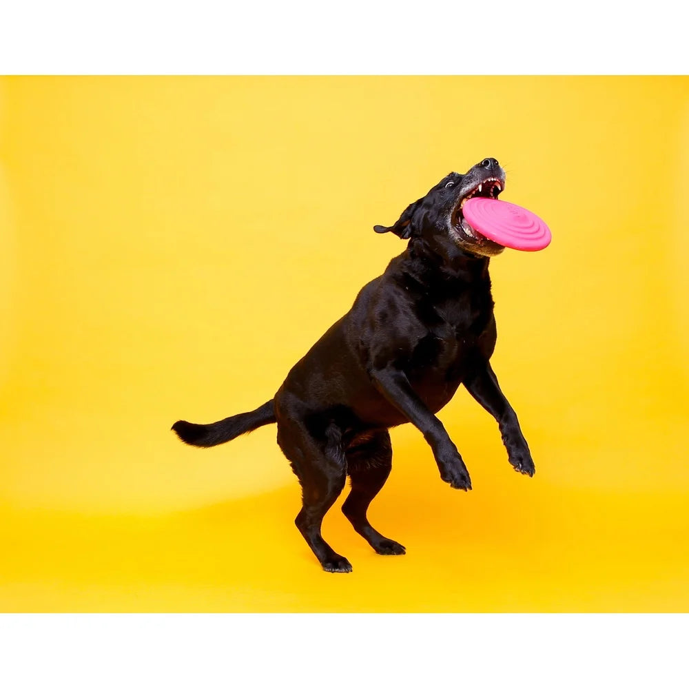 Bacon Scented Latex Dog Toy Squeaky Chew Indoor Outdoor Play